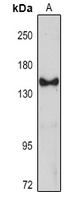 KDM2B Antibody