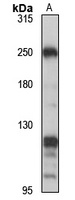 KIF13A Rabbit Polyclonal Antibody