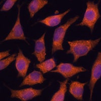 KIF13A Rabbit Polyclonal Antibody