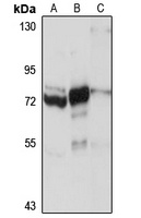 KIF22 Rabbit Polyclonal Antibody