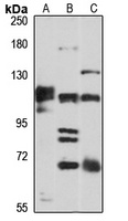 Klotho Rabbit Polyclonal Antibody