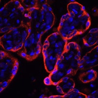 Klotho Rabbit Polyclonal Antibody