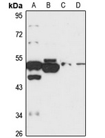 LETM2 Rabbit Polyclonal Antibody