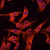 Legumain Rabbit Polyclonal Antibody