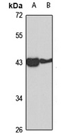 LHX4 Rabbit Polyclonal Antibody