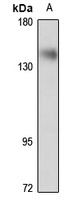 LIMCH1 Rabbit Polyclonal Antibody