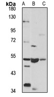 LMBRD1 Antibody