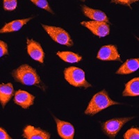 LMBRD1 Antibody