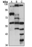 LONRF1 Rabbit Polyclonal Antibody