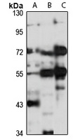 LRFN3 Rabbit Polyclonal Antibody