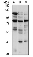 LRRTM4 Rabbit Polyclonal Antibody