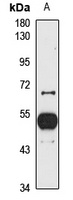 MANEA Rabbit Polyclonal Antibody
