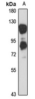 MAP7 Rabbit Polyclonal Antibody