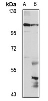 RPRC1 Rabbit Polyclonal Antibody
