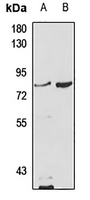 MCCA Rabbit Polyclonal Antibody