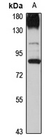 MED17 Antibody