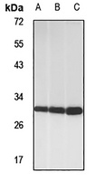 MED7 Rabbit Polyclonal Antibody