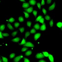 METTL13 Rabbit Polyclonal Antibody