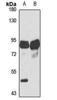 MFN2 Rabbit Polyclonal Antibody