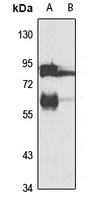 Midline-2 Rabbit Polyclonal Antibody