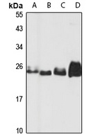 MOB4 Rabbit Polyclonal Antibody