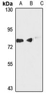 MOGS Rabbit Polyclonal Antibody