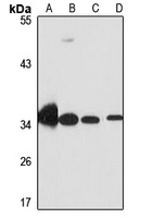 MRPL45 Rabbit Polyclonal Antibody