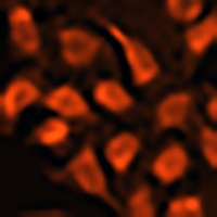 MRPL45 Rabbit Polyclonal Antibody