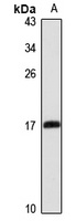 MRPS28 Rabbit Polyclonal Antibody