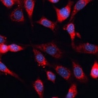 MRPS28 Rabbit Polyclonal Antibody