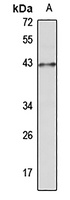 Musashi 1 Rabbit Polyclonal Antibody