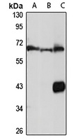 MSL-1 Rabbit Polyclonal Antibody
