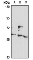 MSL-2 Rabbit Polyclonal Antibody