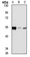 MST4 Rabbit Polyclonal Antibody