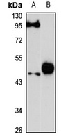 MULAN Rabbit Polyclonal Antibody