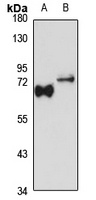 NAC1 Rabbit Polyclonal Antibody