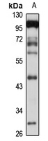 Napsin A Rabbit Polyclonal Antibody