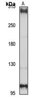 NBEAL2 Rabbit Polyclonal Antibody