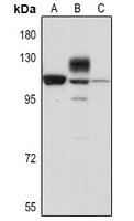 Nicastrin Rabbit Polyclonal Antibody