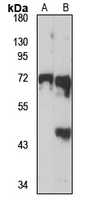 Ephexin-1 Rabbit Polyclonal Antibody