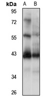 NIF3L1 Rabbit Polyclonal Antibody