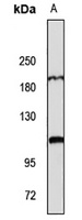 NLRC5 Rabbit Polyclonal Antibody