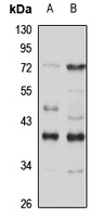 Nmi Antibody