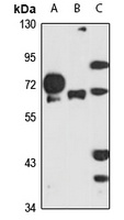 NMT1 Rabbit Polyclonal Antibody