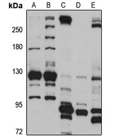 NOL6 Rabbit Polyclonal Antibody