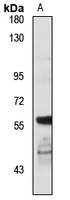 Notum Rabbit Polyclonal Antibody
