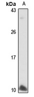 NPFF Rabbit Polyclonal Antibody