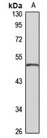 NPTN Antibody