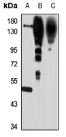 NRXN3 Rabbit Polyclonal Antibody