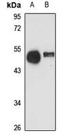 NUCB2 Antibody